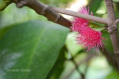 Syzygium malaccense